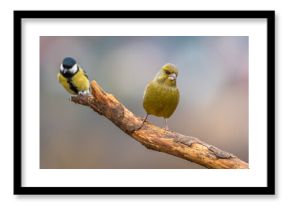 Dzwoniec Chloris chloris