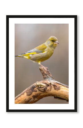 Dzwoniec Chloris chloris