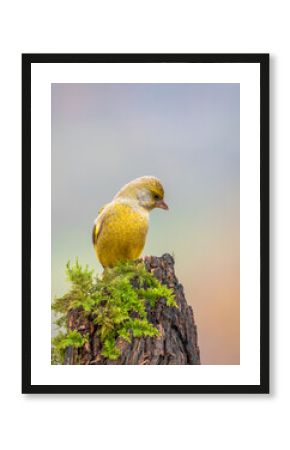 Dzwoniec Chloris chloris