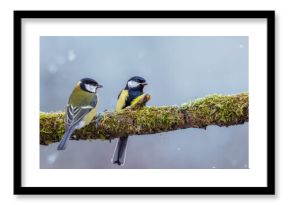 Bogatka Parus major sikora bogatka