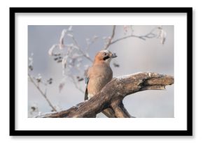 Sójka, kolorowy ptak siedzący na gałęzi zimą