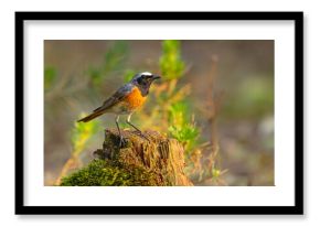 Pleszka (Phoenicurus phoenicurus)