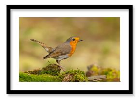 Rudzik (Erithacus rubecula)