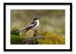 Muchołówka żałobna (Ficedula hypoleuca)
