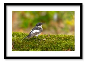 Muchołówka żałobna (Ficedula hypoleuca)
