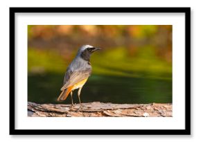 Pleszka (Phoenicurus phoenicurus)