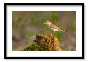 Piecuszek (Phylloscopus trochilus)