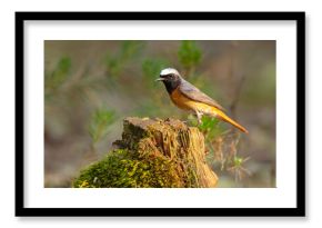 Pleszka (Phoenicurus phoenicurus)
