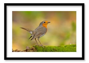 Rudzik (Erithacus rubecula)