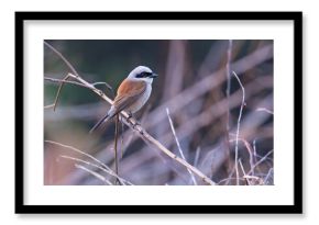 Gąsiorek, dzierzba gąsiorek (Lanius collurio)