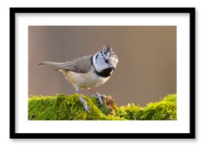 Czubatka (Lophophanes cristatus)