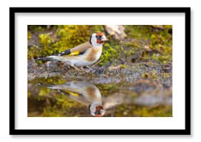 Szczygieł (Carduelis carduelis)