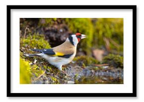 Szczygieł (Carduelis carduelis)