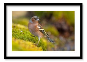 Zięba (Fringilla coelebs)