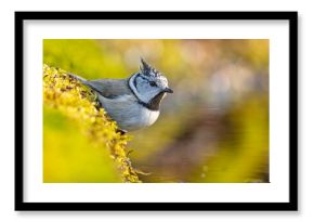 Czubatka (Lophophanes cristatus)