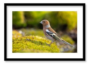 Zięba (Fringilla coelebs)
