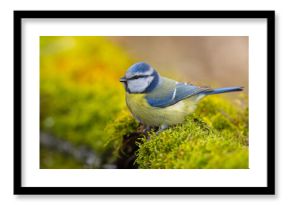 Modraszka (Cyanistes caeruleus)