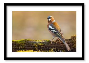 Zięba (Fringilla coelebs)