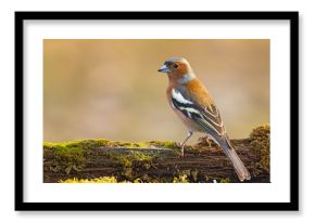 Zięba (Fringilla coelebs)