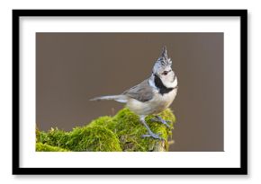 Czubatka (Lophophanes cristatus)