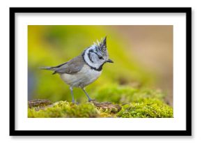 Czubatka (Lophophanes cristatus)