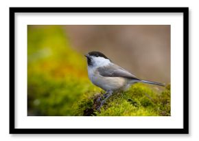 Czarnogłówka (Poecile montanus)