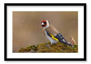 Szczygieł (Carduelis carduelis)