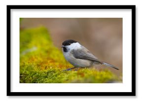 Czarnogłówka (Poecile montanus)