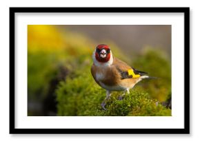 Szczygieł (Carduelis carduelis)