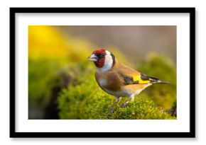 Szczygieł (Carduelis carduelis)