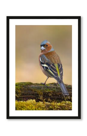 Zięba (Fringilla coelebs)
