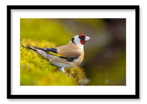 Szczygieł (Carduelis carduelis)