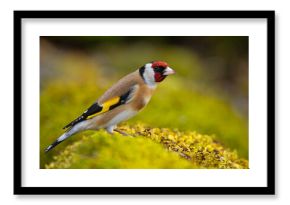 Szczygieł (Carduelis carduelis)
