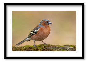 Zięba (Fringilla coelebs)