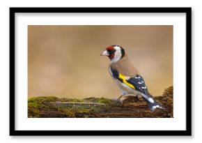 Szczygieł (Carduelis carduelis)