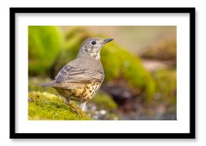 Paszkot (Turdus viscivorus)