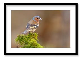 Zięba (Fringilla coelebs)