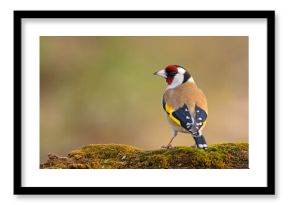 Szczygieł (Carduelis carduelis)