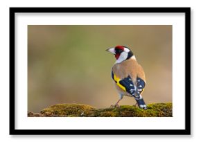Szczygieł (Carduelis carduelis)