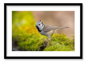 Czubatka (Lophophanes cristatus)