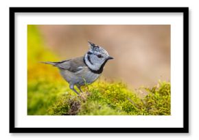 Czubatka (Lophophanes cristatus)