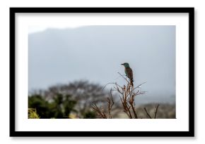 Kraska (Coracias garrulus) siedzący na czubku suchego krzewu, na mały kolorowy ptak zamieszkujący tereny sawanny, Park Narodowy Tsavo i rezerwat wzgórz Taita, Kenia, Afryka