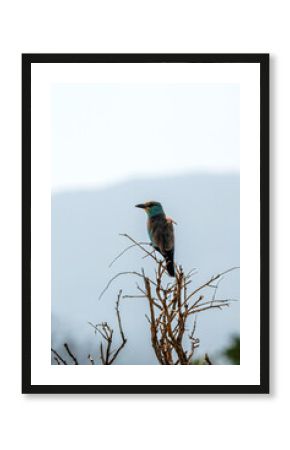 Kraska (Coracias garrulus) siedzący na czubku suchego krzewu, na mały kolorowy ptak zamieszkujący tereny sawanny, Park Narodowy Tsavo i rezerwat wzgórz Taita, Kenia, Afryka