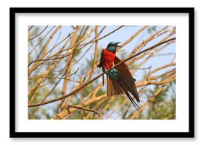 żołna szkarłatna - Northern Carmine Bee  Senegal
