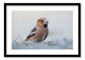 Ptak grubodziób w zimie na szronie