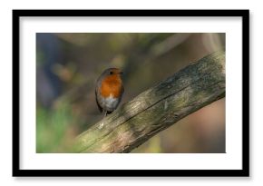 Rudzik na gałęzi ptak kolorowy w locie 