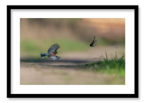 ptak kolorowy w locie 