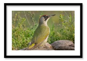 Dzięcioł zielony łac. Picus viridis stojący na kamieniu i spoglądający w górę. Zielone tło. Fotografia z Kisújszállás na Węgrzech.