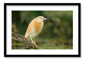 Czapla modronosa (Ardeola ralloides)