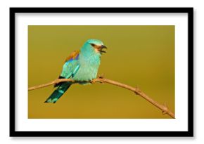 Kraska (Coracias garrulus)